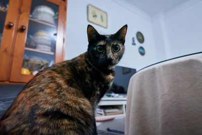 Close-up portrait of a cat