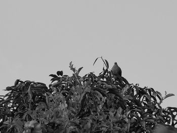 Low angle view of plants against clear sky