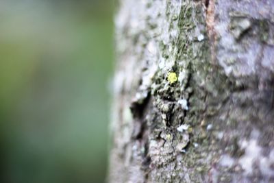 Close-up of moss on tree trunk