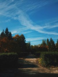 Road amidst trees against sky during autumn