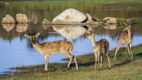 Side view of deer standing by lake on field