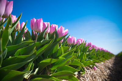 Close-up of pink flowering plants against sky