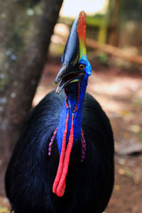 Close-up of peacock