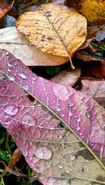 Close-up of leaves
