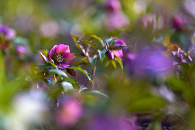 Close-up of pink flowering plant