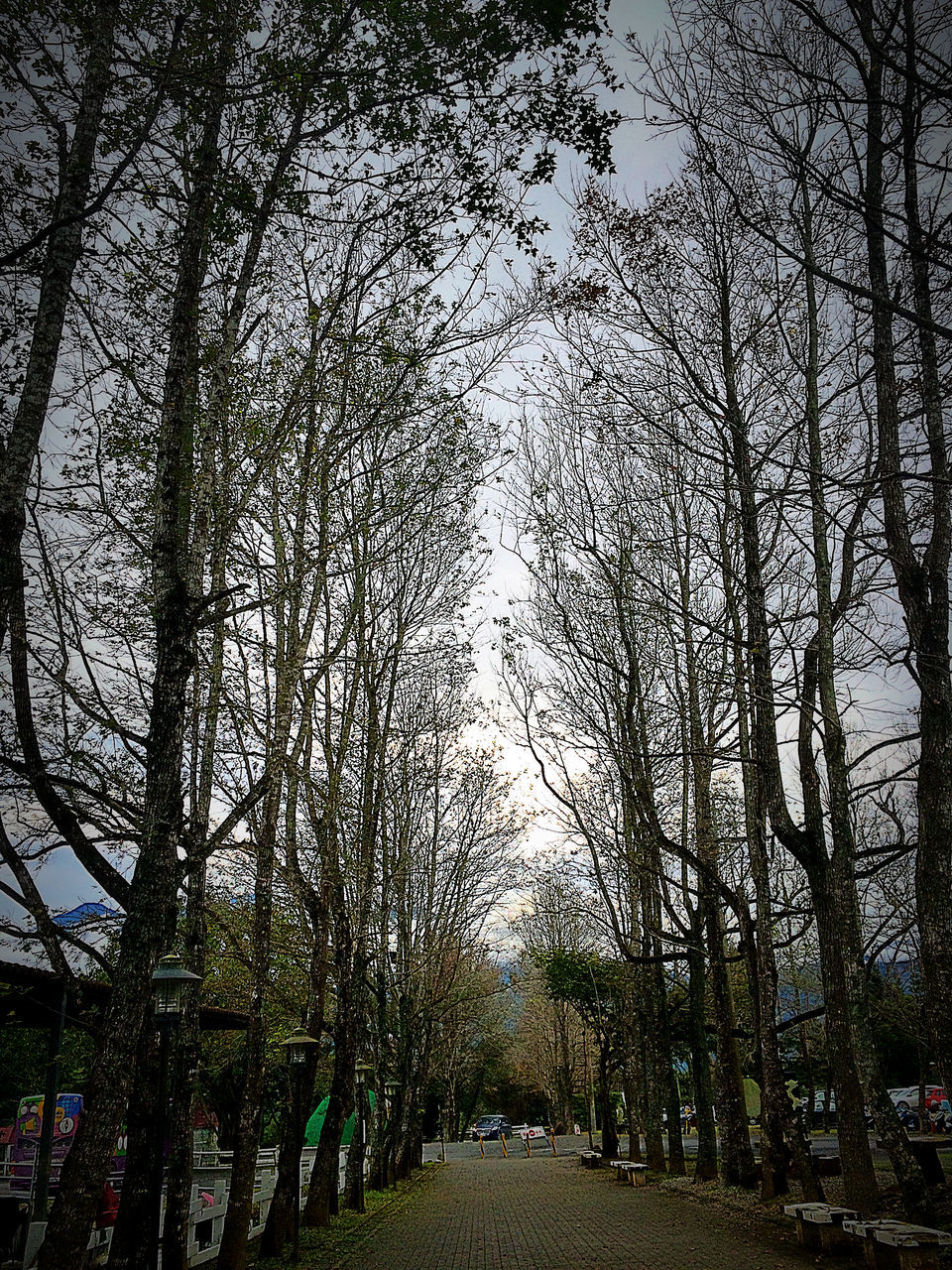 tree, the way forward, branch, footpath, diminishing perspective, treelined, growth, tranquility, walkway, nature, pathway, park - man made space, vanishing point, tree trunk, tranquil scene, bare tree, transportation, empty, sky, outdoors