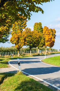 Trees by road in park during autumn