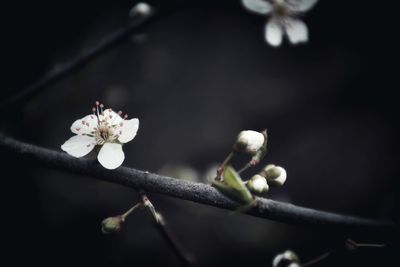 Close-up of cherry blossoms in spring