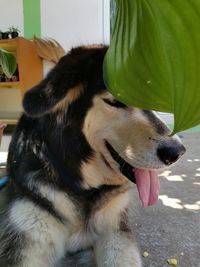 Close-up of dog looking away