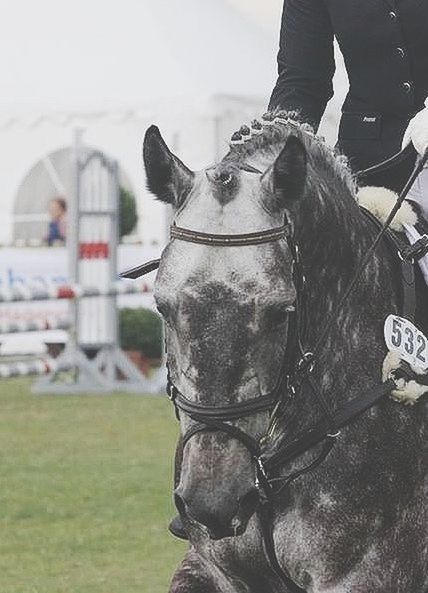 horse, animal themes, domestic animals, focus on foreground, one animal, close-up, mammal, livestock, working animal, day, bridle, outdoors, men, part of, standing, water, animal head, incidental people