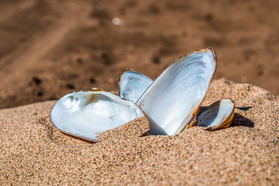 Close-up of shells on sand