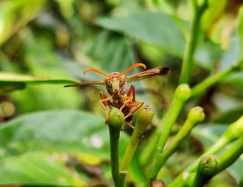 Close-up of insect on plant