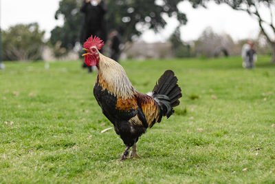 View of a bird on field