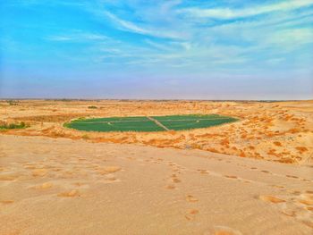 Agriculture in sahara desert of algeria