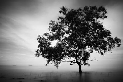 Silhouette tree against sky