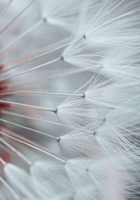 Close-up of feather