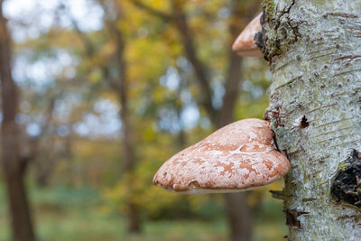 Shelf fungus growing on tree in autumn landscape