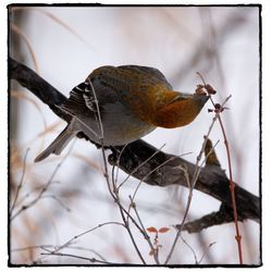 Close-up of bird perching on branch