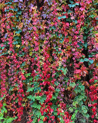 Full frame shot of red flowering plants