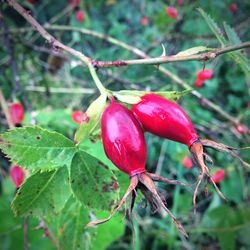 Close-up of red berries growing on plant