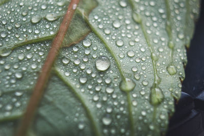 Close-up of raindrops on leaf