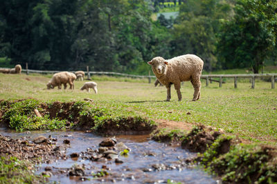 Sheep grazing grass