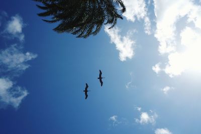 Low angle view of birds flying in sky