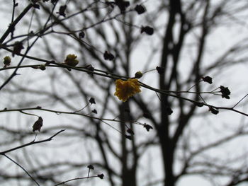 Low angle view of flowers on tree branch