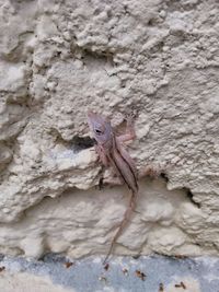 Close-up of lizard