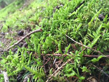 Close-up of fresh green plants