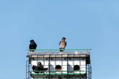 Purple martin birds progne subis fly and perch around a birdhouse in marco island, florida