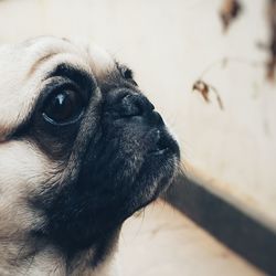 Close-up of pug