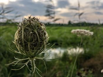 Close-up of dry plant on field against sky