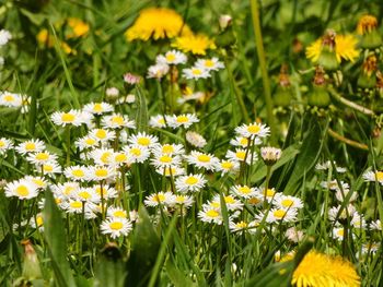 Close-up of yellow flowering plants on field