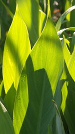 Close-up of green leaves