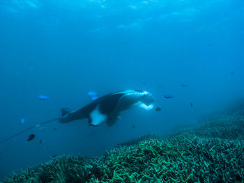 Close-up of swimming in sea