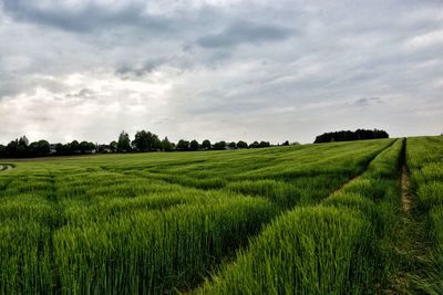 Scenic view of agricultural field against sky