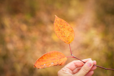 Hand holding autumn leaves