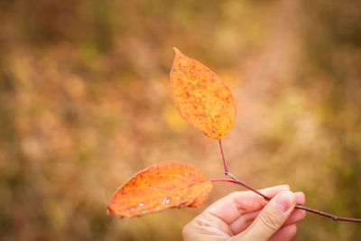Close-up of person holding autumn leaves