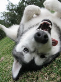 Close-up of a dog