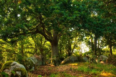 View of a forest