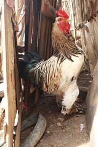 View of rooster on wood