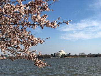 Cherry blossom by tree against sky