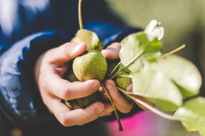 Close-up of hand holding fruit