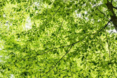 Low angle view of tree leaves