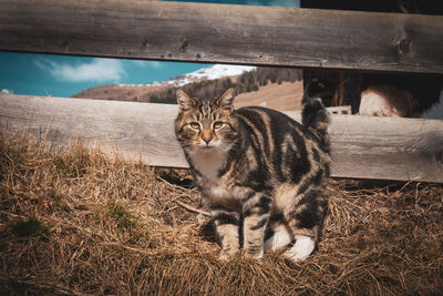 A portrait of a cute young house cat in front of a wooden fence