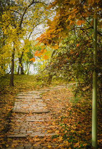 View of trees in autumn