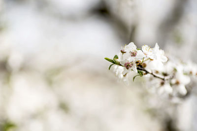 Close-up of white cherry blossom plant