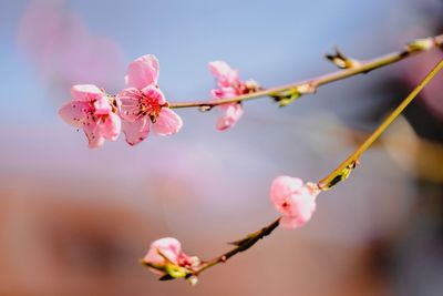 Close-up of pink cherry blossoms in spring