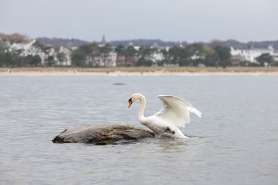 Swan on lake against sky